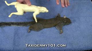 How to Taxidermy  Squirrel Taxidermy Course [upl. by Kleper886]