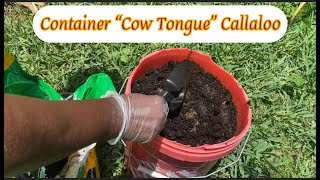 Planting Jamaican Callaloo Amaranththecharlesftlaudgarden [upl. by Jori969]