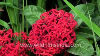 Ixora coccinea A medicinal plant [upl. by Rauch132]