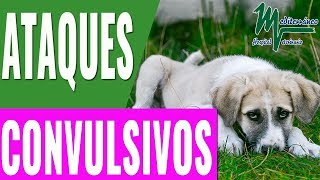 EPILEPSIA PERROSATAQUES CONVULSIVOS EN PERROSCÓMO ACTUAR EN ATAQUE EPILÉPTICO PERROS [upl. by Tsuda]