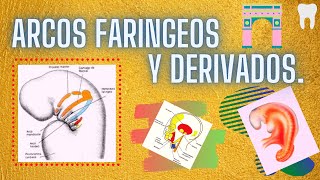 ARCOS FARINGEOS Y SUS DERIVADOS [upl. by Albertine]