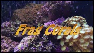 How to Grow Frag Corals the simple way Using Reef Fusion 1amp2 by Seachem [upl. by Yecrad933]