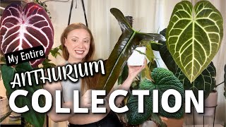 Full Anthurium Collection Tour  50 Plants from Common to ULTRA Rare [upl. by Ahsatal823]