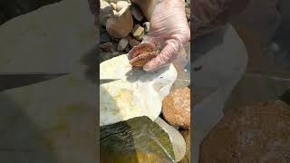 pearl seafood hunting pearls picking pearls fishing food satisfying relax fish outdoors [upl. by Sands109]