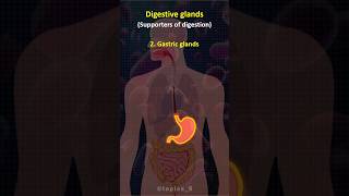 🧐 Digestive Glands  shorts biology [upl. by Bixby258]