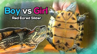 How to Differentiate Male and Female Red Eared Slider Turtles [upl. by Oflodur]