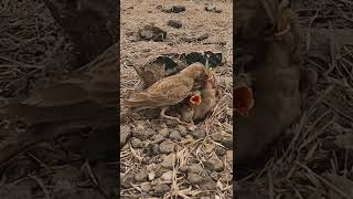 Ashycrowned sparrowlark [upl. by Katinka789]