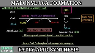 Fatty Acid Synthesis  Malonyl CoA Formation  Part 3 [upl. by Nivert]