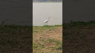 Lagoa da PampulhaBHMGnatureza [upl. by Dlanor]