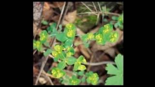 The Woodspurge  Dante Gabriel Rosseti [upl. by Kcirtapnaes879]