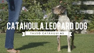 THE AMAZING LOUISIANA CATAHOULA LEOPARD DOG [upl. by Akemrehs706]