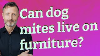 Can dog mites live on furniture [upl. by Nelleyram]