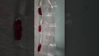 To study the effect of temperature on membrane permeability of beetroot [upl. by Anikas]