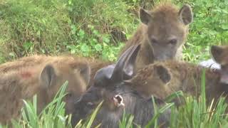 Wildebeest kill in Ngorongoro Crater part 2 [upl. by Gothart]