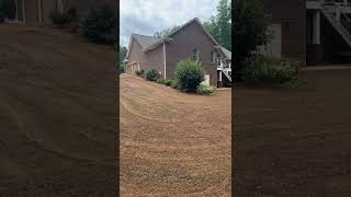 Seed Renovation Update  Seeded Zenith Zoysia  10 Day Update [upl. by Garbe742]