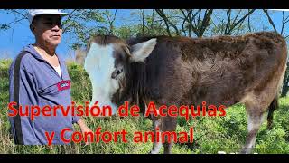 Supervisión de acequias y de confort animal [upl. by Seiuqram]