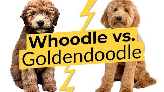 Whoodle vs Goldendoodle 🐶 Breed Comparison 🐶 🔴 2023 🔴 [upl. by Samuela]