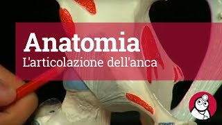 Anatomia Larticolazione dellanca [upl. by Will]