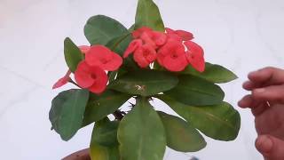 How to grow and Care Crown of Thorns Plant  Euphorbia Milii Plant  4th Nov 2017 [upl. by Ayrotal]