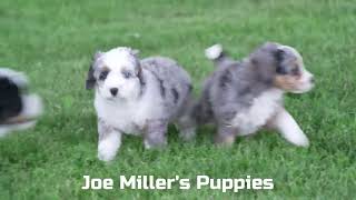 Joe Millers Mini Bernedoodle Puppies [upl. by Beall]