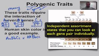 Chapter 11 Part 12  Polygenic Traits [upl. by Aura]