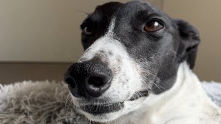 I adopted a racing greyhound Heres how that went [upl. by Cart]