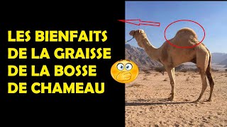 LES BIENFAITS DE LA GRAISSE DE CHAMEAU  LIEN SOUS CETTE VIDEO DANS LA DESCRIPTION [upl. by Llebanna318]