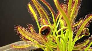 Drosera Capensis time lapse eating a fly HD with a surprise [upl. by Llerdnod]