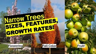 12 Narrow Trees for Small Yards that Pack a Punch Skinny Trees to Maximize Yard Space [upl. by Ojillib]