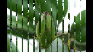 Pollination of Dragon Fruit Pitaya Pitahaya Queensland Australia [upl. by Eldoria]