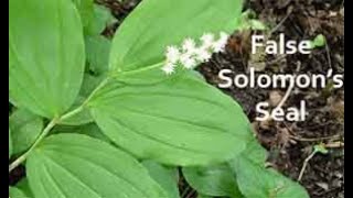 Benefits of False Solomons Seal [upl. by Desi]