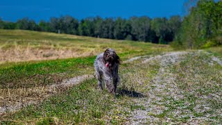 German Wirehaired Pointer vs Wirehaired Pointing Griffon WHO WOULD WIN [upl. by Odell384]