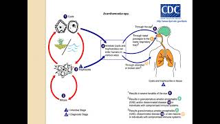 FREE LIVING AMOEBAE MicrobiologyLecture [upl. by Lienahs]