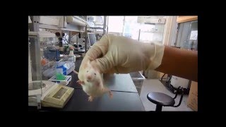 How to hold Lab Mice [upl. by Adnoek]