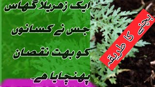 what is parthenium plant Gajar Bootiyoutube ytshorts dangerous jaribooti [upl. by Martina530]