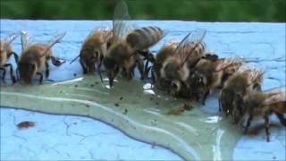 Honey Bees Eating Honey [upl. by Kristel]