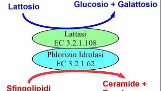 Quello che non sapete sulla Lattasi Intestinale [upl. by Wandis987]