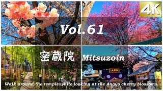 【Vlog Japan】Japan cherry blossom seasonStroll around Angyozakura and Mitsuzoin Temple [upl. by Noj109]