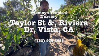 Atemoya Tropical Nursery Tour In Late Summer 2024 [upl. by Htebizile]