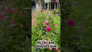 Salvia coccinea is really putting on a show on my front walk but terflygarden [upl. by Etteluap578]