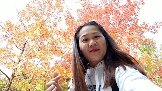 Sweet Gum Woods Adventure video subscribe trending amazing viral best [upl. by Notyard]