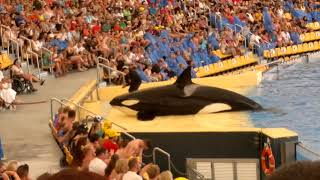 Canary islandsTenerife Loro Park  Orca  Killer Whale Show kanarya adaları katil balina şovu [upl. by Boser]