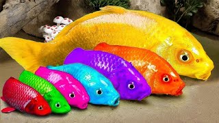 New 💕 FUN VIDEOS OF FISH💕Stop Motion ASMR Colorful Koi Fish Carp amp Carp Koi Fish Catfish Crab [upl. by Nnylidnarb]