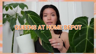 Plant Haul ANTHURIUM WAROQUEANUM AT HOME DEPOT  July 2024 Houseplants [upl. by Enilec273]