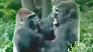 BRUTAL Pelea Entre estos GORILAS [upl. by Aihsatsan]