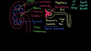 The RAAS and ADH Systems Part 1 [upl. by Attelrahs509]