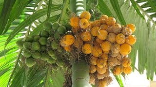 pohon pinang  areca catechu [upl. by Uile983]