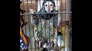 Marmoset monkeys in a pet store in Osaka [upl. by Neenaj]