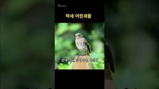 딱새 어린새 Young Daurian Redstart bird shorts [upl. by Atinid420]