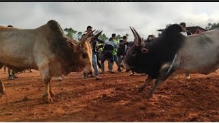 Satya Dapmain VS Lieh heh Martu  iadaw masi [upl. by Tyne]